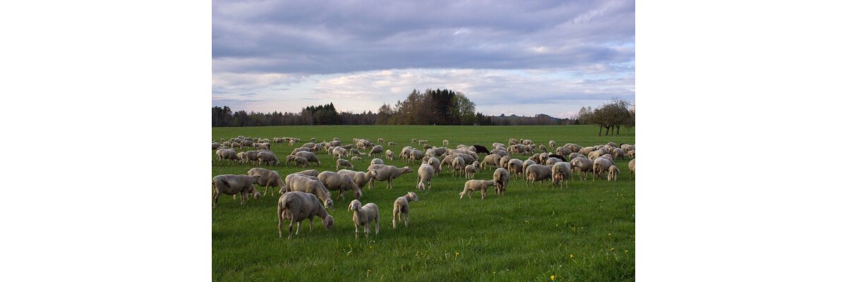 Schafe und Schafbeweidung sind wichtig für Kulturlandschaft - Unterstützung für Schäferinnen und Schäfer | Weidebau