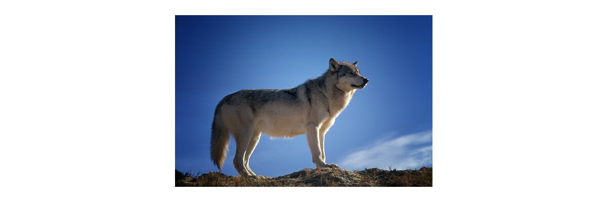 DBV Weidetierhaltung darf nicht durch Wolf in Frage gestellt werden - Die Rückkehr des Wolfes nach Deutschland | Weidebau