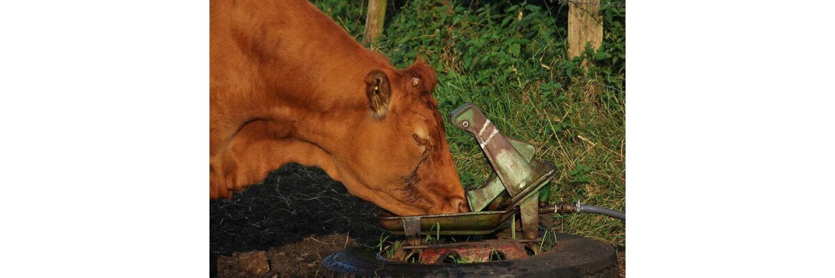 Kühe trinken bis zu 170 Liter Wasser am Tag - Leistungsstarke Weidetränke für Kühe kaufen