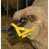 Kopfhalfter aus Nylon in gelb für Schafe & Böcke - Kerbl