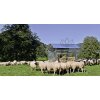 Patura Viereckraufe für Schafe